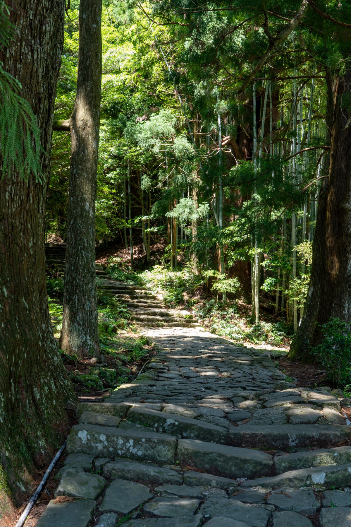 Kumano Kodo - Tasse 550 ml