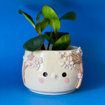 Cerisier timide - pot