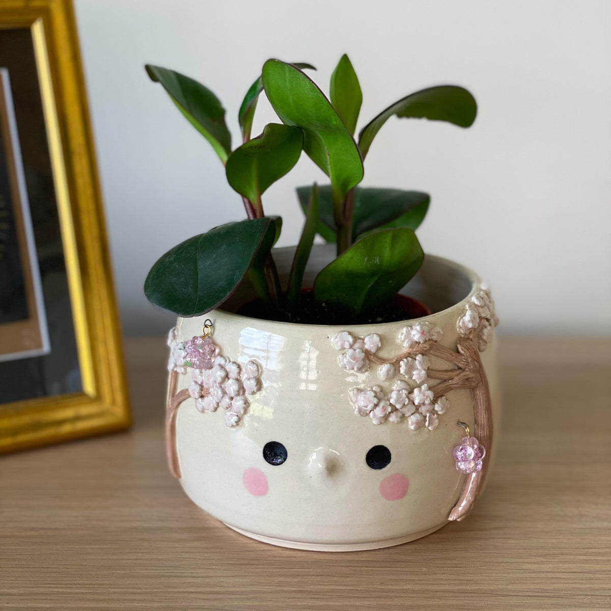 Cerisier timide - pot