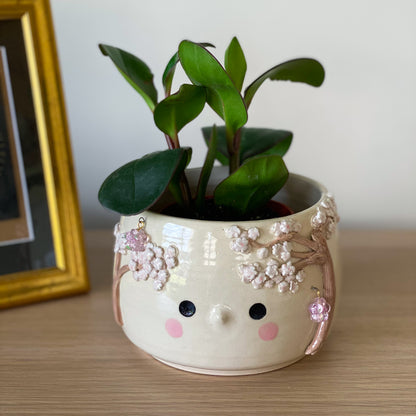 Cerisier timide - pot
