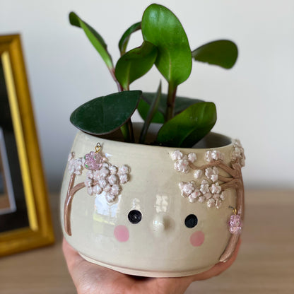 Cerisier timide - pot