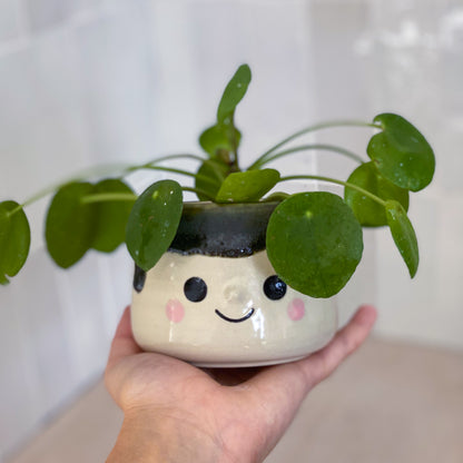 Coulure de Lichen - Petit Pot de fleur