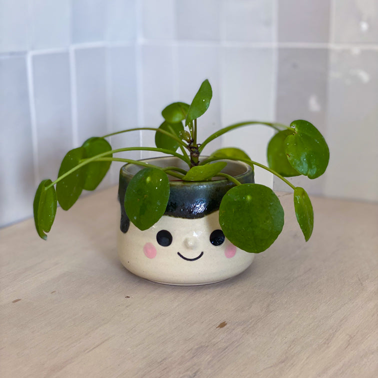 Coulure de Lichen - Petit Pot de fleur