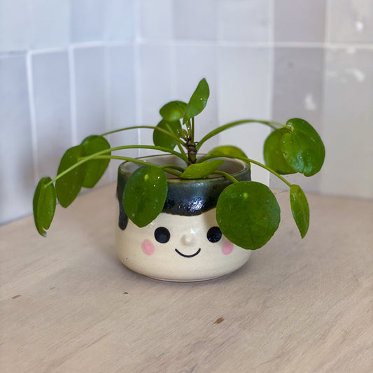 Coulure de Lichen - Petit Pot de fleur