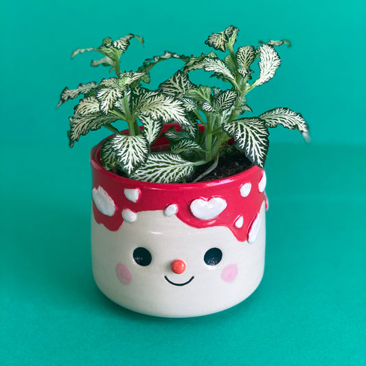 Coulure Amanite-  Pot de fleur
