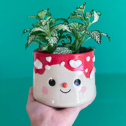 Coulure Amanite-  Pot de fleur