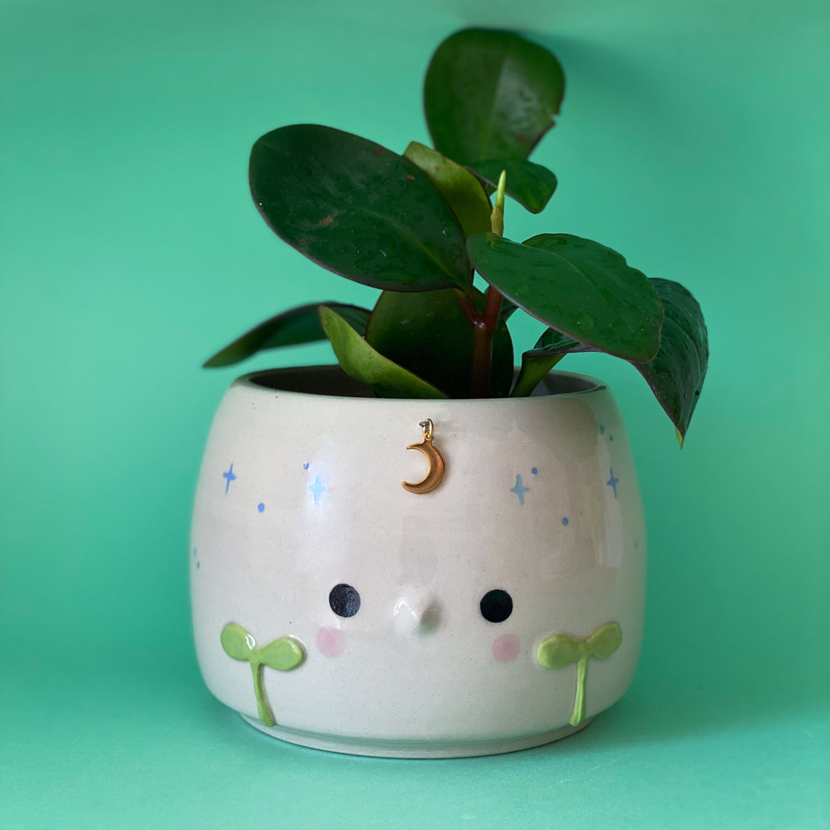 Jeune Pousse timide - pot de fleur